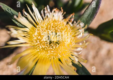 Gros plan de Carpobrotus glaucescens également connu sous le nom de plante de Pigface extérieure dans une cour ensoleillée, prise de vue à faible profondeur de champ Banque D'Images