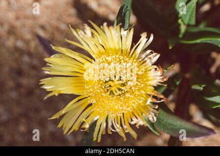 Gros plan de Carpobrotus glaucescens également connu sous le nom de plante de Pigface extérieure dans une cour ensoleillée, prise de vue à faible profondeur de champ Banque D'Images