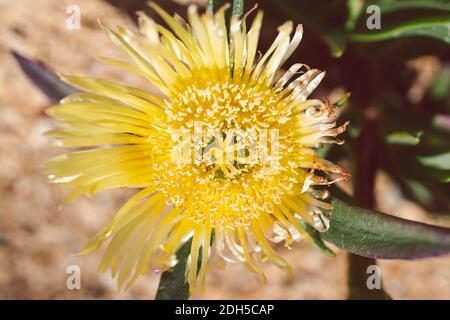 Gros plan de Carpobrotus glaucescens également connu sous le nom de plante de Pigface extérieure dans une cour ensoleillée, prise de vue à faible profondeur de champ Banque D'Images