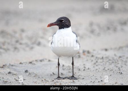 Seagull se demandant autour de la plage de fort Fisher en Caroline du Nord Banque D'Images