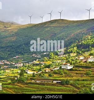 Les éoliennes sur les vignobles Banque D'Images