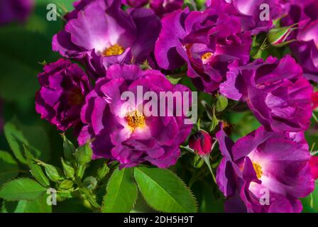 Phapsody dans un cultivar bleu, arbuste pourpre rose par Cowlishaw, 2003. Fleurs odorantes, semi-doubles, de violet profond-magenta, qui se décolorent à la mauve ardoise. shr. Bushy Banque D'Images