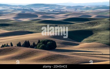 Des champs de blé magiques à palouse, washington Banque D'Images