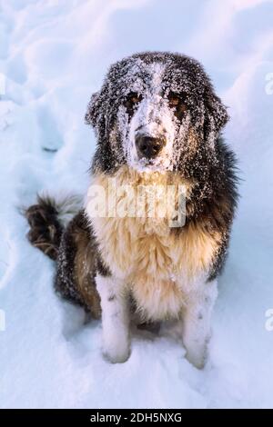 Berger bulgare, Karakachan Dog Portrait Banque D'Images