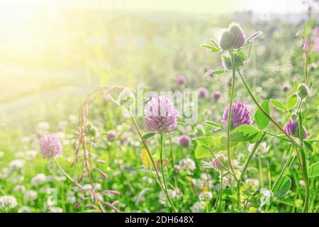 Trèfle rose sur un vert vif et une lumière de soleil Banque D'Images