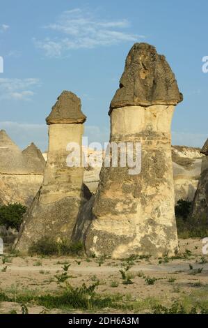 Groupe de cheminées de fées 'Pasabagi' formation rocheuse typique près de Zelve, Cappadoce - Turquie Banque D'Images