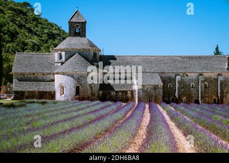 Les champs de lavande en fleurs pourpre au monastère de Sénanque, Provence, Sud de France Banque D'Images