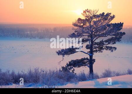 Soleil sur le pin solitaire et la rivière siberian Tom Under la neige et la glace au coucher du soleil en hiver Banque D'Images