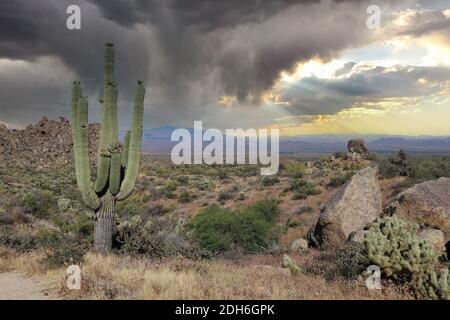 Lone Saguaro surplombant la vallée du désert Banque D'Images