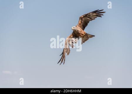 Cerf-volant noir et ailes dépolylées Banque D'Images