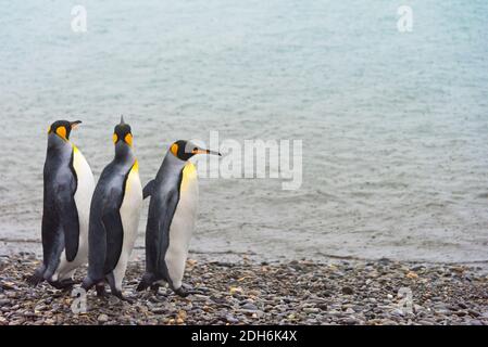 Les pingouins du roi sur la plage, Prion Island, Géorgie du Sud, Antarctique Banque D'Images