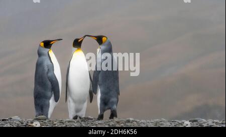Pingouins roi sur l'île, Fortuna Bay, Géorgie du Sud, Antarctique Banque D'Images
