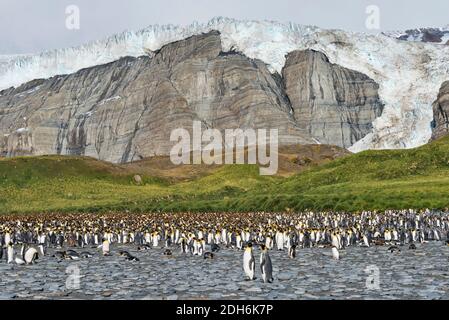 Pingouins roi sur la plage, Gold Harbour, Géorgie du Sud, Antarctique Banque D'Images