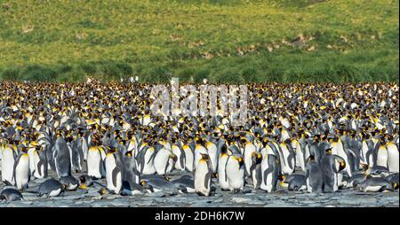 Pingouins roi sur la plage, Gold Harbour, Géorgie du Sud, Antarctique Banque D'Images