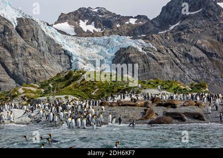 Éléphants de mer (Mirounga leonina) et pingouins roi sur la plage, Gold Harbour, île de Géorgie du Sud Banque D'Images