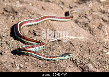 Serpent de Garter de Californie à côtés rouges dans le sable trouvé dans le nord de la Californie Côte
