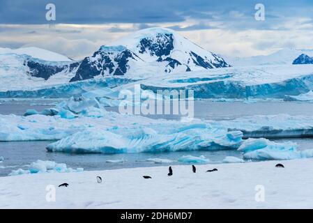 Pingouins d'Adelie sur l'île de Stonington, Antarctique Banque D'Images