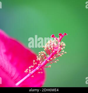 Hibiscus en fleurs Banque D'Images