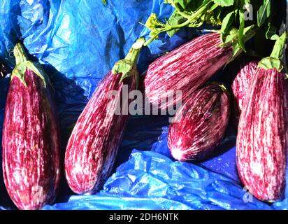 plusieurs aubergines roses colorées dans la cabine pour vendre dans jour ensoleillé Banque D'Images