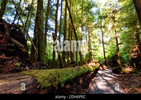 Vieux arbres de croissance à Sandcut Beach, Vancouver (Colombie-Britannique) Banque D'Images