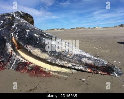 Baleine grise morte échouée (Eschrichtius robustus) Banque D'Images