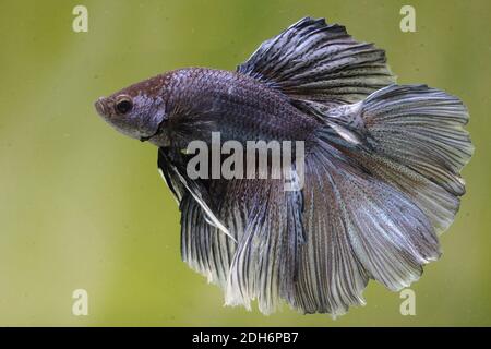 Une rose de demi-lune de type betta splendens (Betta sp) nage avec élégance. Banque D'Images