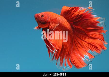 Une rose de demi-lune de type betta splendens (Betta sp) nage avec élégance. Banque D'Images