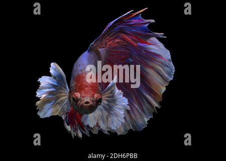 Une rose de demi-lune de type betta splendens (Betta sp) nage avec élégance. Banque D'Images