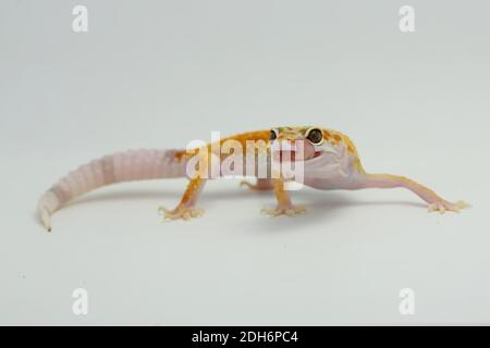 Un gecko léopard (Eublepharis macularius) pose dans un style distinctif. Banque D'Images