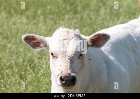 Tête d'un veau blanc de boeuf Charolais dans un pâturage vert herbacé regardant curieusement la caméra. Banque D'Images