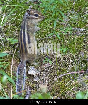 Chipmunk sibérien asiatique dans l'habitat naturel. Banque D'Images