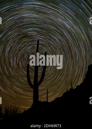 Des sentiers étoiles étonnants dans le ciel nocturne avec un cactus saguaro au monument national Organ Pipe Cactus, Arizona, États-Unis Banque D'Images