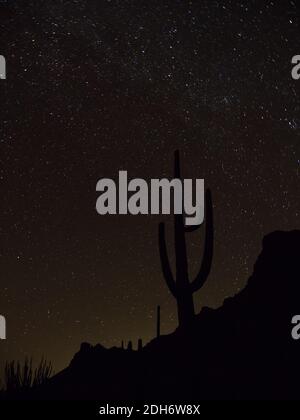 Des étoiles incroyables dans le ciel nocturne avec un cactus saguaro au monument national Organ Pipe Cactus, Arizona, États-Unis Banque D'Images