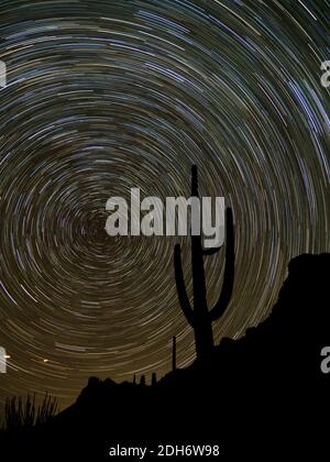 Des sentiers étoiles étonnants dans le ciel nocturne avec un cactus saguaro au monument national Organ Pipe Cactus, Arizona, États-Unis Banque D'Images