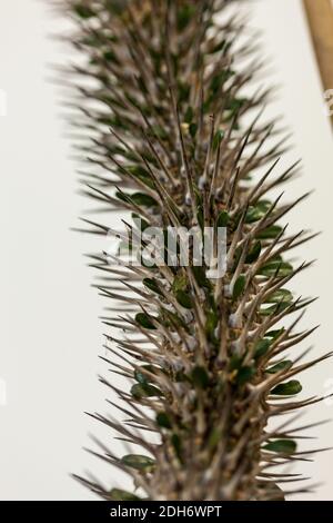 Palmier malgache, Tjockstamsväxter (Pachypodium baronii) Banque D'Images