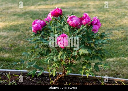 Pivoine d'arbre 'Akashigata', Buskpion (Paeonia suffruticosa) Banque D'Images