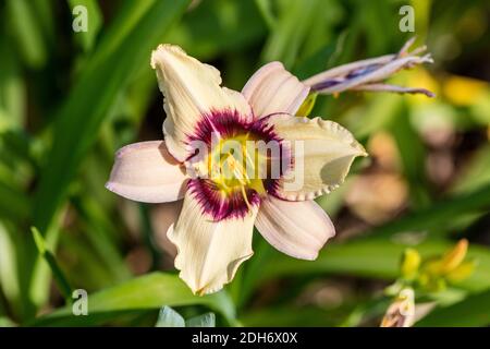 "Boîte de Pandore", l'hémérocalle (Hemerocallis) Daglilja Banque D'Images