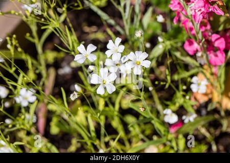 'Vit Diamant' Vivax, Bouglin (Linum perenne) Banque D'Images