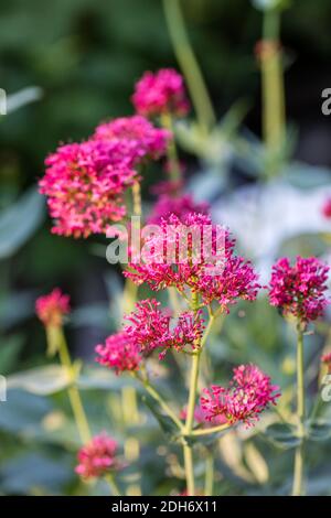 'Jolie Betsy' rouge de valériane, Pipört (Centranthus ruber) Banque D'Images