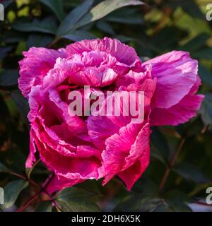 Pivoine d'arbre 'Akashigata', Buskpion (Paeonia suffruticosa) Banque D'Images