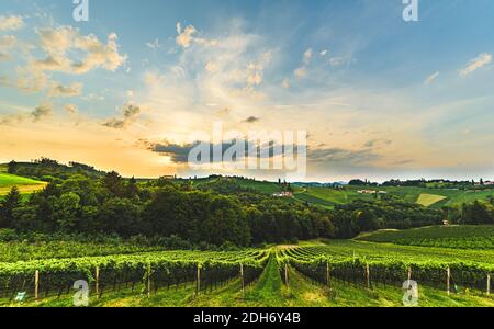 Magnifique coucher de soleil sur de magnifiques vignobles verts. Collines de raisin autrichiennes en été. Banque D'Images