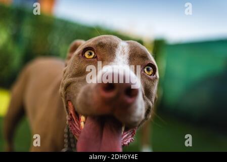 Gros plan de la tête du jeune chien Amstaff sur fond vert dans le jardin d'été. Banque D'Images