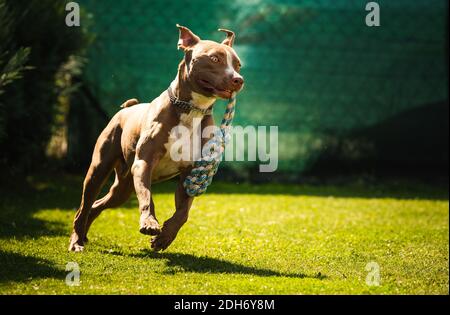 Chien courant dans l'arrière-cour, le terrier d'amstaff avec corde jouet court vers l'appareil photo. Banque D'Images