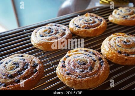 Gros plan pain aux raisins secs, tourbillons danois de pâtisserie de raisins secs Banque D'Images