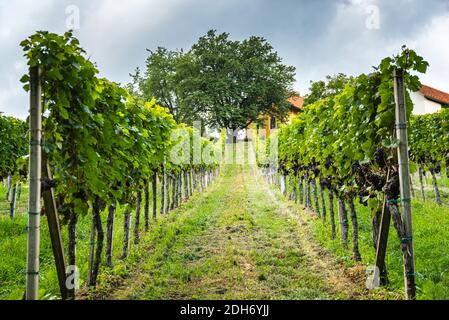 Gros plan des vignes dans le vignoble du sud de la Styrie. Banque D'Images