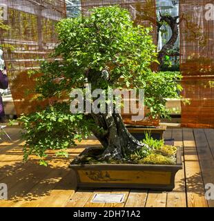 Arbre de mai (Crataegus) - Bonsai dans le style droit et libre. Banque D'Images