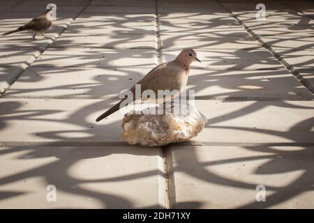 Streptopelia senegalensis riant dove à Abu Dhabi , Émirats arabes Unis Banque D'Images