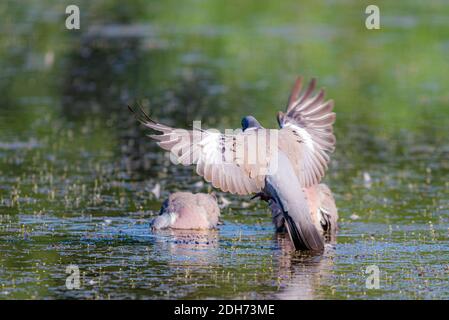 Pigeon de bois sauvage ou Palumbus de Columba dans l'eau de l'étang. Banque D'Images