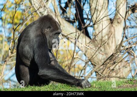 Un gros plan d'un gorille assis dans l'herbe sous la lumière du soleil Banque D'Images