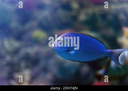 Albacore ou Acanthurus xanthopterus sous l'eau tropicale de l'océan Indien. Banque D'Images